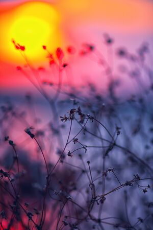 Dried flowers on a background sunset. Shallow depth of fieldの写真素材