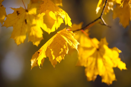 Autumnal maple leaves in blurred background, yellow foliage