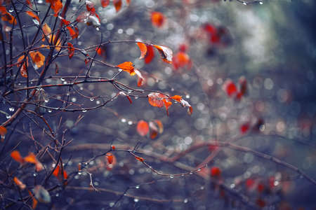 abstract and blurred background with branches and raindropsの写真素材