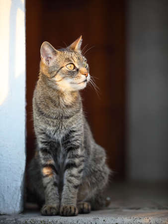domestic cat looking into the distance. Shallow depth of fieldの写真素材