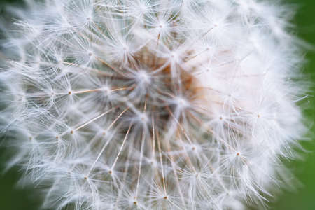 Dandelion seeds in the morning sunlight. Close up shootの写真素材