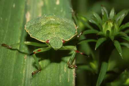 Shield Bug On A leaf. Extreme close up shoot. Hemiptera