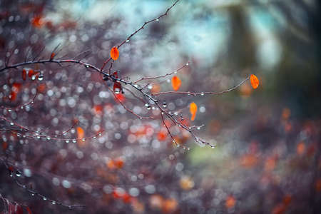 abstract and blurred background with branches and raindropsの写真素材