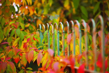 Detail of garden fence with colorful vegetation in Autumn seasonの写真素材
