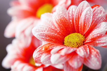 beautiful orange daisy in the morning dew. shallow depth of fieldの写真素材