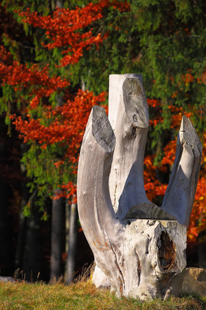 stump of an old tree among colorful autumn trees. stump fanciful formsの写真素材