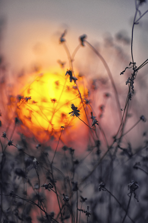 Dried flowers on a background sunset. Shallow depth of fieldの写真素材
