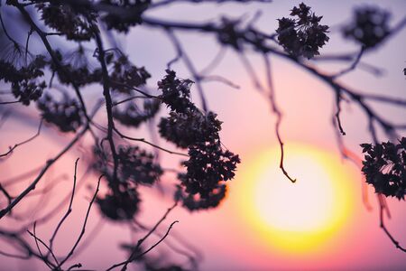 Dried flowers on a background sunset. Shallow depth of fieldの写真素材