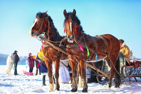 Horses with sledges at the bank of frozen river in wintertime. Frosty weatherの写真素材