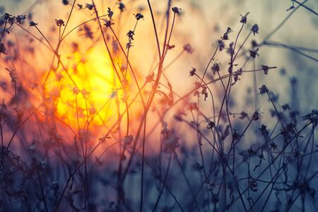 Dried flowers on a background sunset. Shallow depth of fieldの写真素材