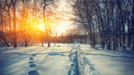 Beautiful winter sunset with trees in the snow. Rays of sun and footpath
