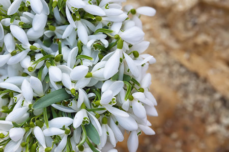 bouquet of Spring snowdrop flowers blooming in sunny day. Shallow depth of field