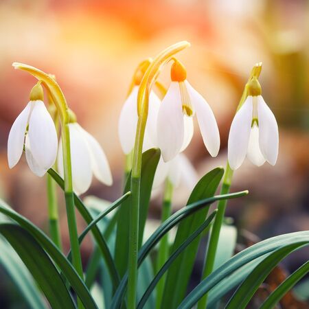 Spring snowdrop flowers blooming in sunny day. Shallow depth of field. Sunsetの写真素材
