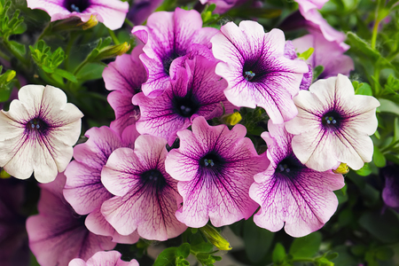 purple petunia flowers in the garden in Spring time. Shallow depth of fieldの写真素材