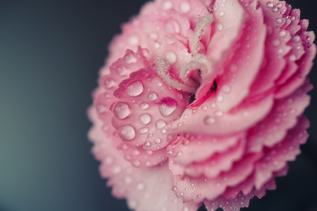 Morning dew on Carnation. Shallow depth of fieldの写真素材