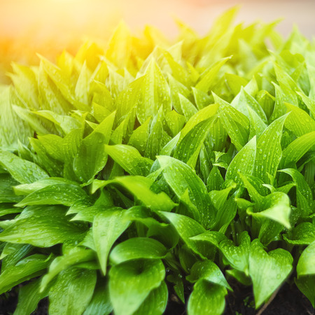 macro green shoots of lily of the valley in garden. Shallow depth of fieldの写真素材
