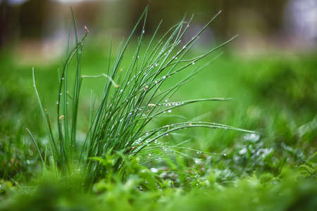 green plants with a blurred background back. Morning dew. Group of plants at foregroundの写真素材