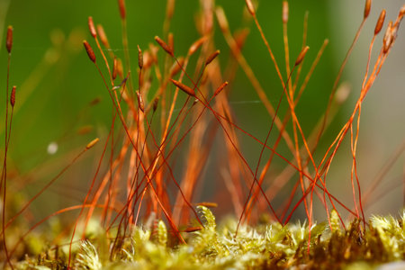 moss spores close up. Extreme close up shoot
