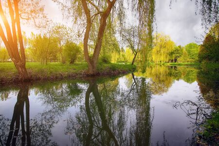 Tranquil Pond With Lush Green Woodland Park in Sunshine. Reflection of trees in waterの写真素材