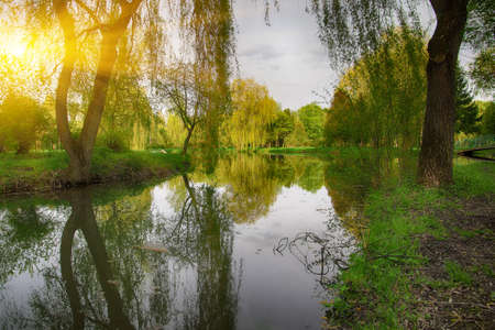 Tranquil Pond With Lush Green Woodland Park in Sunshine. Reflection of trees in waterの写真素材