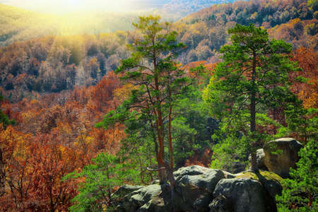 autumn forest and mountains in the background. Multicoloured woodの写真素材