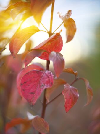 Defocused colored leaves on a bush. Multicolored foliageの写真素材