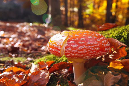 Red Amanita muscaria mushrooms in a forest. Close upの写真素材