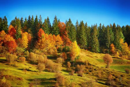 Colorfull trees on a hill. Autumnal landscape. Forest in autumnの写真素材