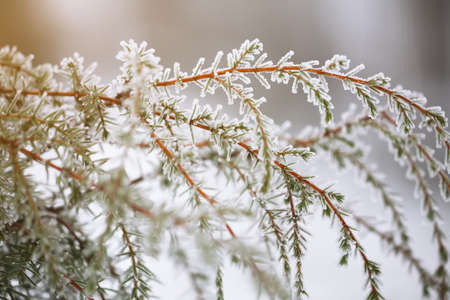 Fir branch on snow. Blurred backgroundの写真素材