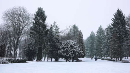 Christmas trees covered with snow in the city park. Snowstorm in the morningの写真素材