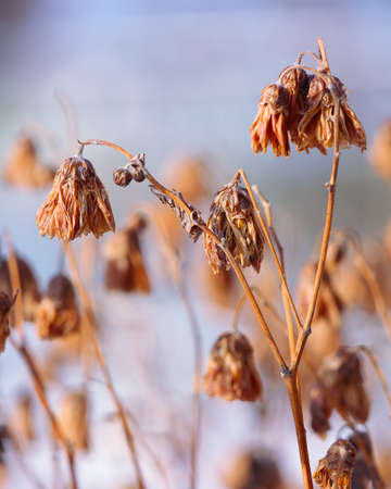 Dried flowers on a background sunset. Shallow depth of fieldの写真素材