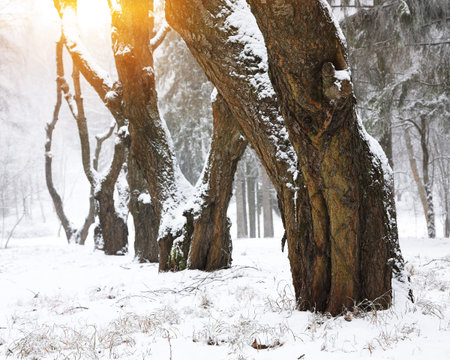 Snow-covered trees in the city park. Lots of snow at sunset. Trees in a row
