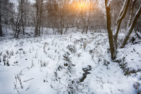 Snow-covered trees in the city park. Lots of snow at sunsetの写真素材