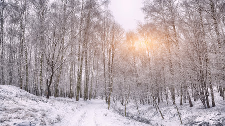 Snow-covered trees in the city park. Lots of snow at sunsetの写真素材