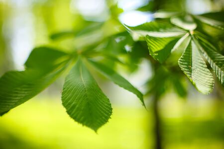 leaves of the chestnut forest backdrop. Blurred backgroundの写真素材