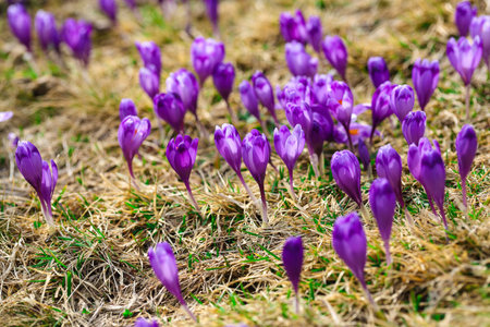 Purple crocus flowers in snow awakening in spring to the warm gold rays of sunlight