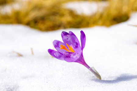 Purple crocus flowers in snow awakening in spring to the warm gold rays of sunlight