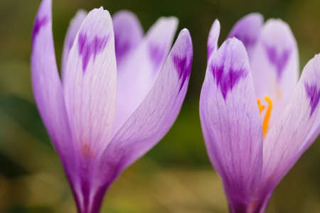 Purple crocus flowers in snow awakening in spring to the warm gold rays of sunlightの写真素材