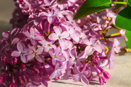 Beautiful blossoming lilac (syringa) . Blurred backgroundの写真素材