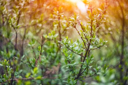 twinkling lights vivid color blurred bokeh spring from leaf background. Abstract nature and soft tone color style.の写真素材
