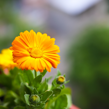 beautiful orange daisy in the garden. Shallow depth of fieldの写真素材