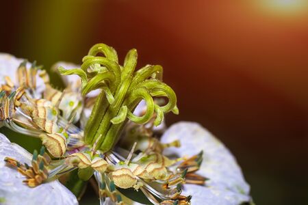 Invisible world of flora. Stamens and pistils of a miniature flower. A large increase in the inner part of the flower. の写真素材