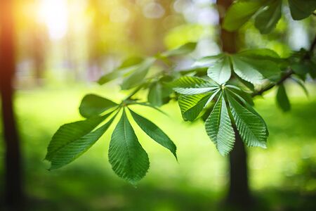leaves of the chestnut forest backdrop. Blurred backgroundの写真素材