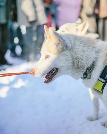 Sledding with husky dogs in Lapland Finland. cute dogsの写真素材
