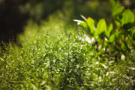 twinkling lights vivid color blurred bokeh spring from leaf background. Abstract nature and soft tone color style.の写真素材