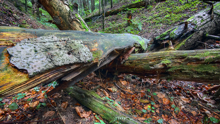 old fallen trees in the forest. Falen leaves in autumn.  Carpathian region. Ukraineの写真素材