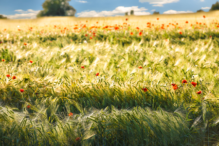 Wild red summer poppies in wheat field. Meadow of wheat and poppy. Nature composition.の写真素材