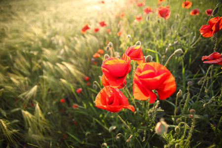 Bright poppies at sunset. Blue sky. Sunny shoot.  Shallow depth of fieldの写真素材