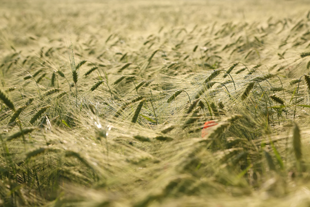 Wheat field and sunny day. Wheat, oat, rye, barley - unripe field of agricultural cropの写真素材
