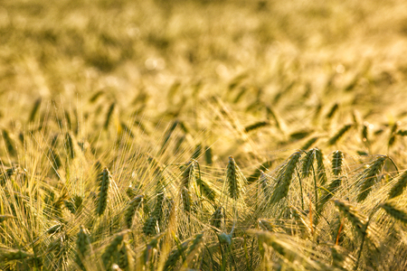 Summer background golden wheat ears in sunlight. Wheat sprouts on sunny dayの写真素材